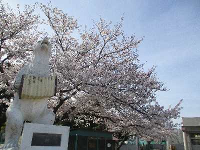 白熊の像と満開の桜