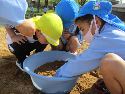 タライの中のダンゴムシをのぞき込む幼児