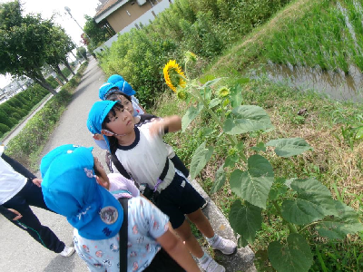 道中にひまわりを見つけた！