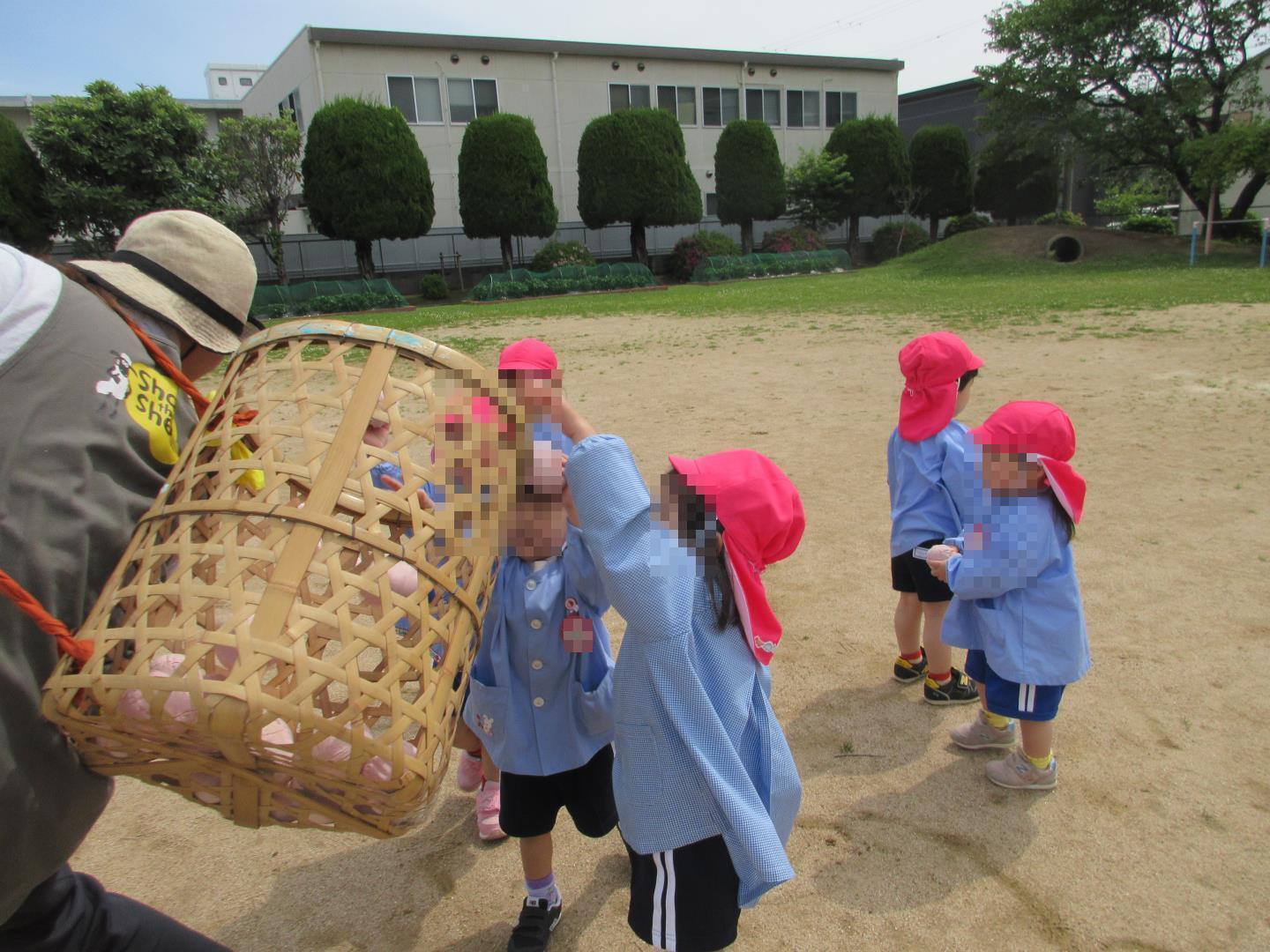 籠の中に玉を入れるばら組の幼児たち