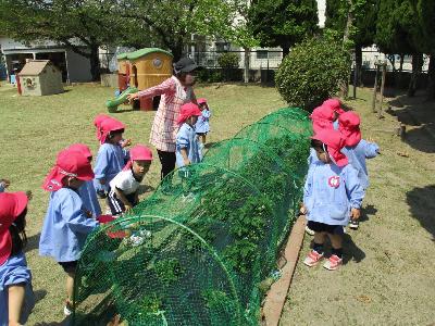 いちごをつむ3歳児