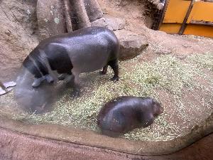 コビトカバのおかあさんと赤ちゃんの写真