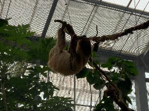 木にぶら下がるナマケモノの写真