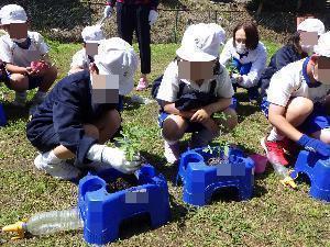 ミニトマトの苗植えをしている児童たちの様子