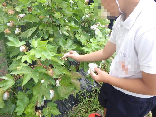 綿花収穫