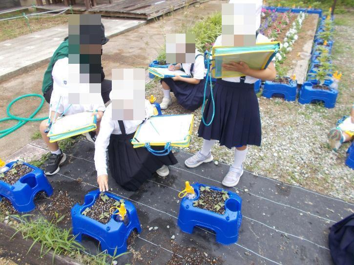 あさがおの芽の観察