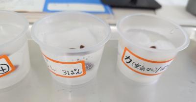 理科の発芽の実験で空気をなしにしたもの
