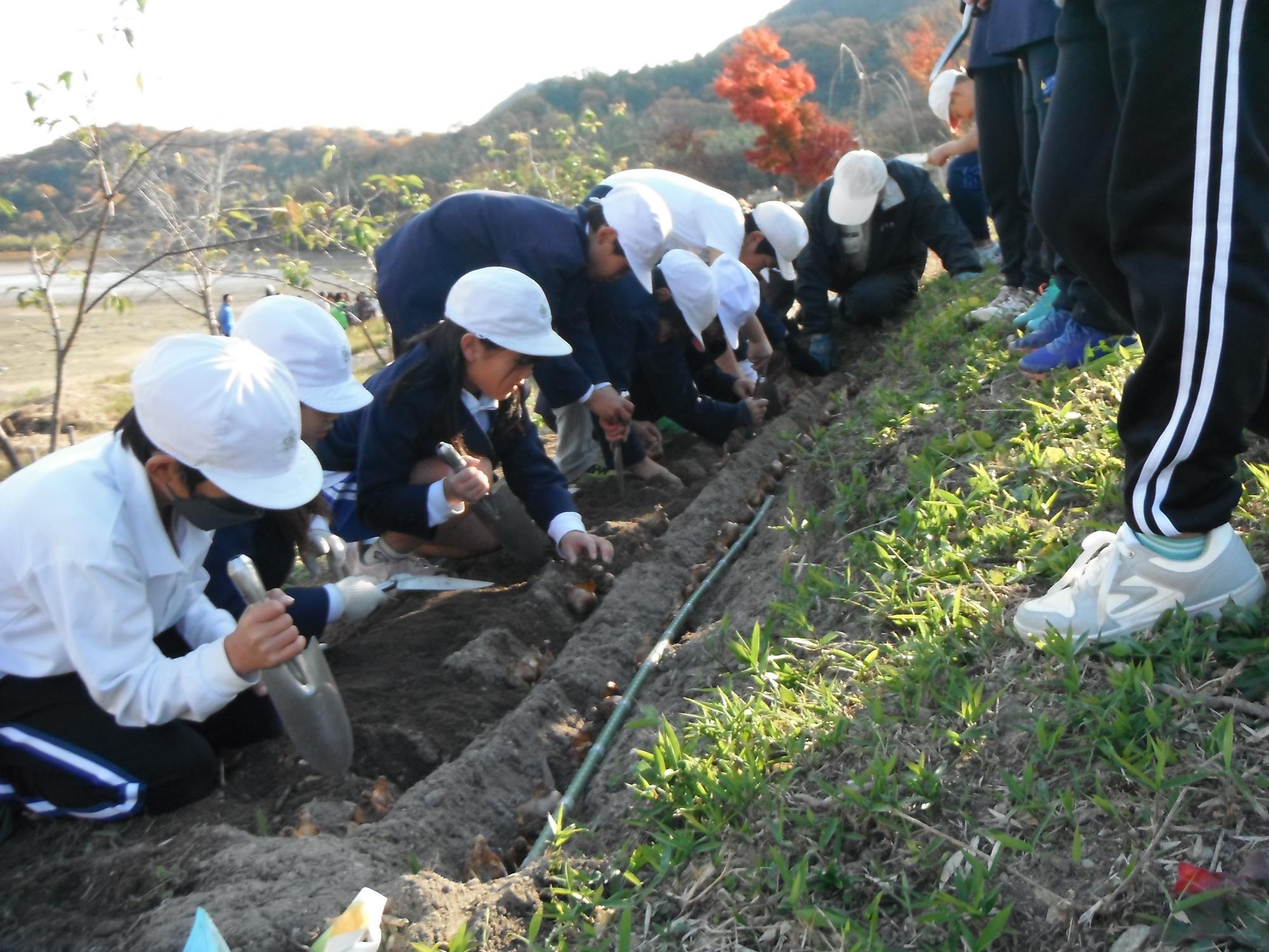 桜の植樹