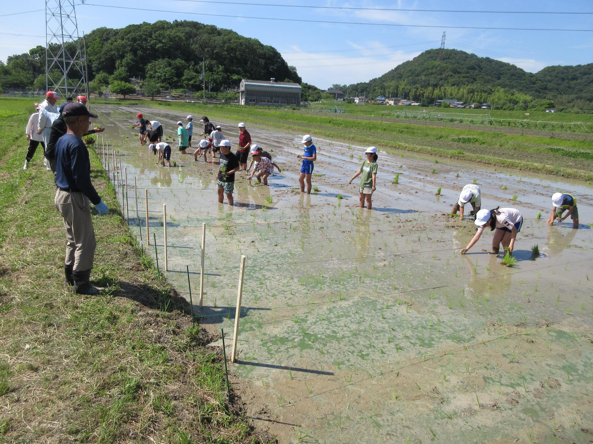 田植え体験
