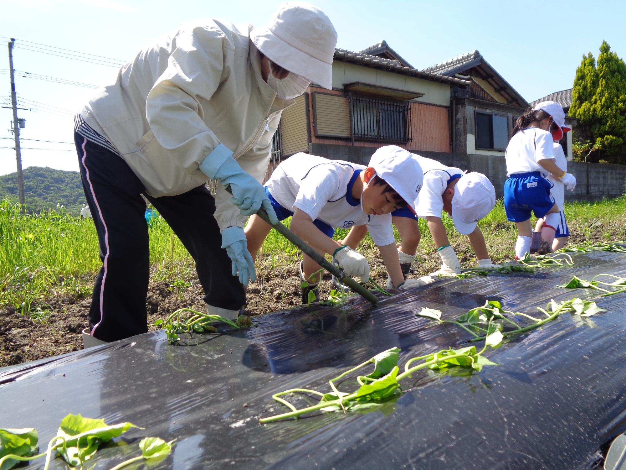 さつまいもの苗植え