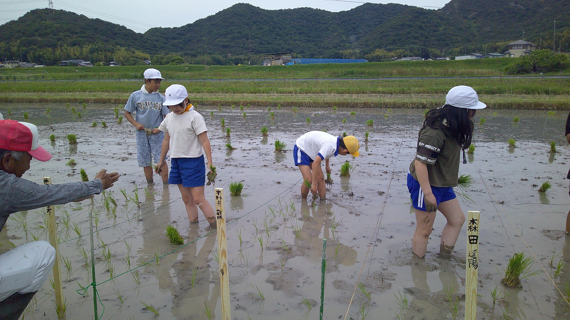 田植え
