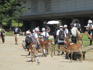 奈良公園で、児童が鹿と一緒にいる。