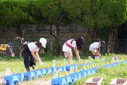 3年生　ホウセンカの水やり