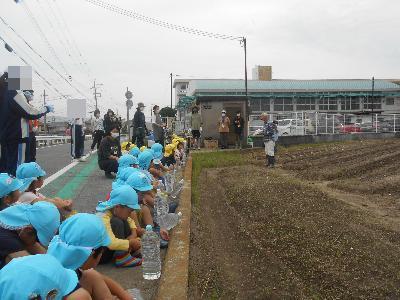 芋苗植え