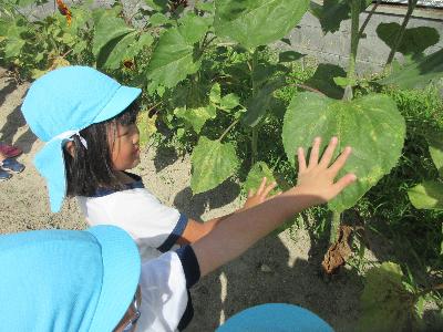 手よりも大きな葉っぱ