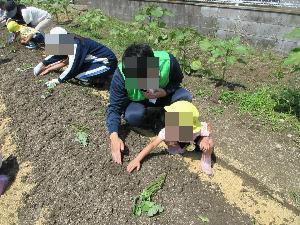 サツマイモの世話