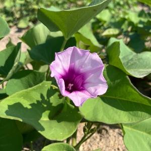 サツマイモの花