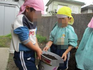 5歳児が4歳児の植木鉢を一緒に運んでいる