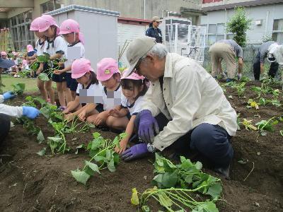 芋の苗植えを教えてもらう5歳児