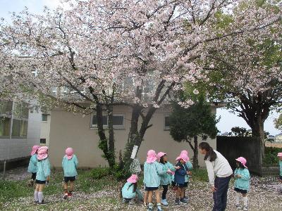 桜