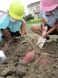 異年齢で一緒に芋を掘る園児