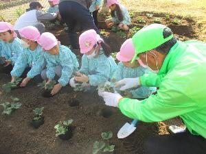5歳児がイチゴ苗を地域の方と一緒に植えている