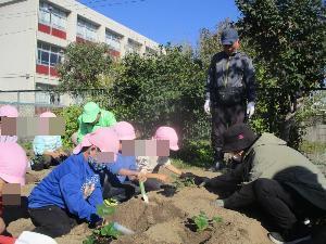 幼児が地域の方に苗の植え方を教わっている