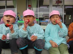 5歳児が自分が収穫したイチゴを食べている