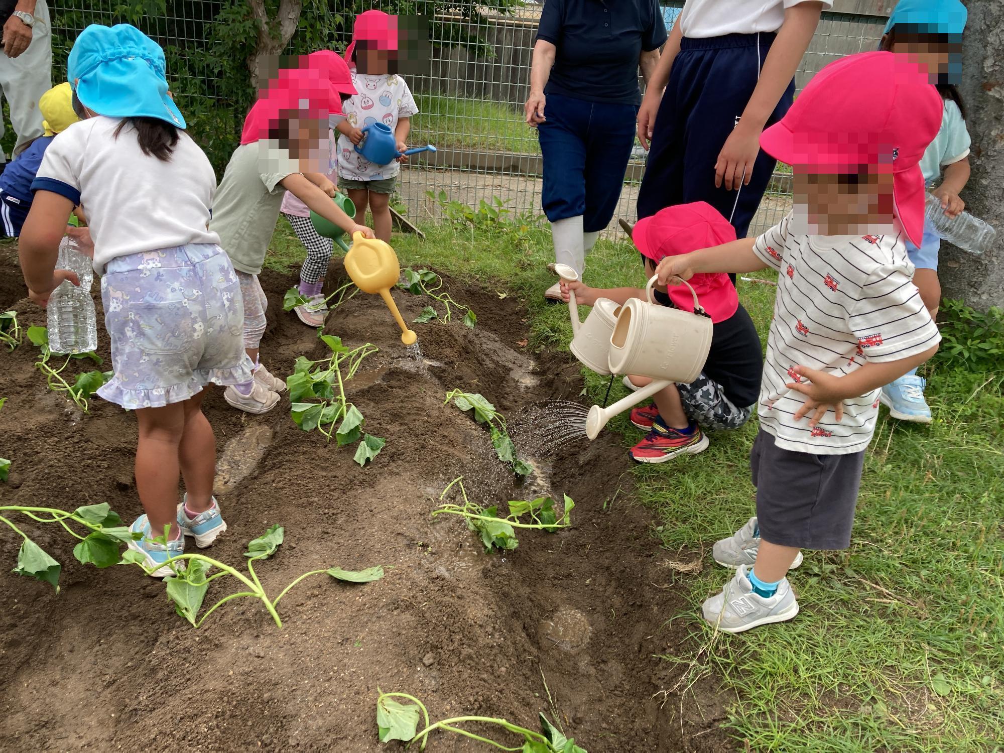 芋苗に水やりをする幼児