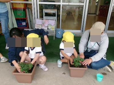 ミニトマトを植える4歳児