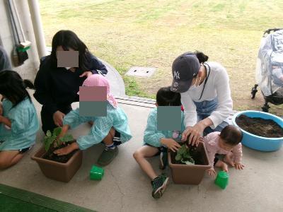 夏野菜を植える5歳児
