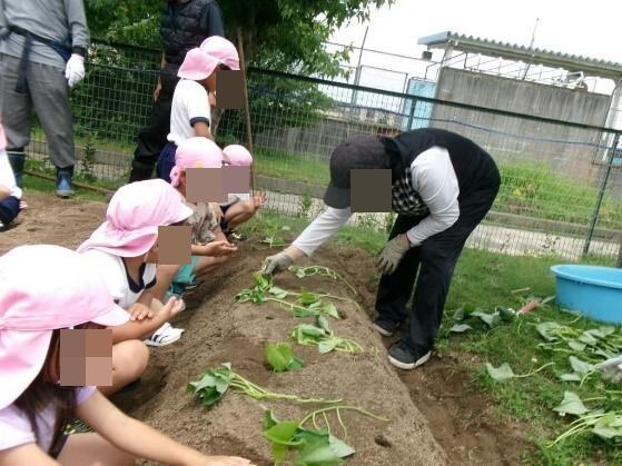 サツマイモの苗を植える幼児達2