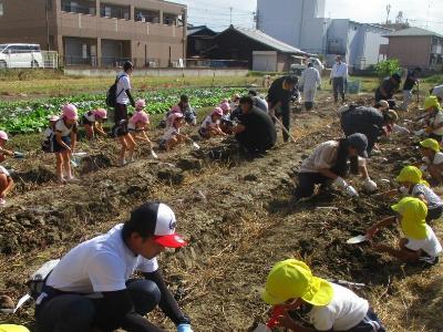 JAさんの職員の方や保護者の方に教えてもらいながらサツマイモを掘る園児