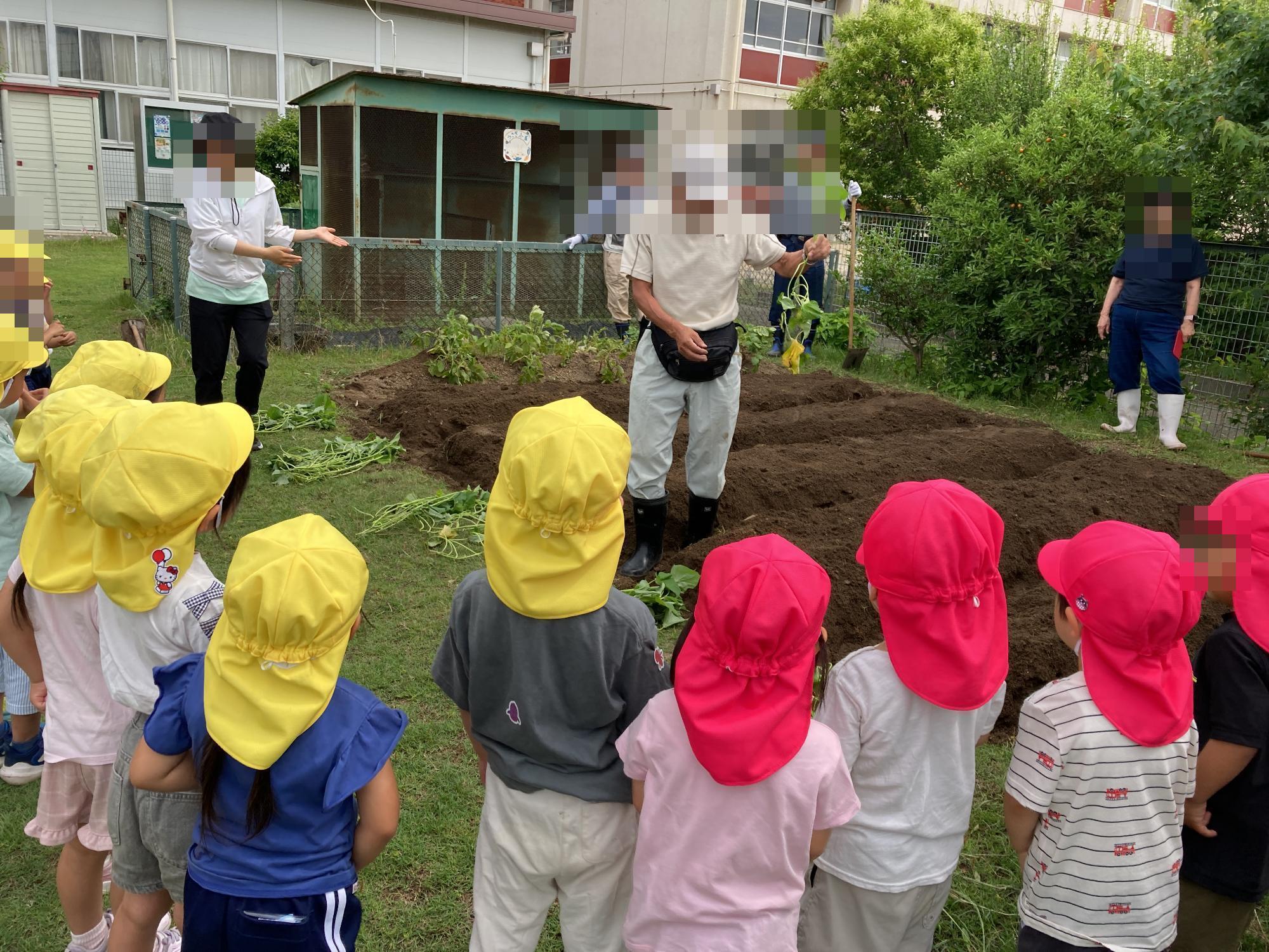 地域の人から芋苗植えの説明を聞く幼児