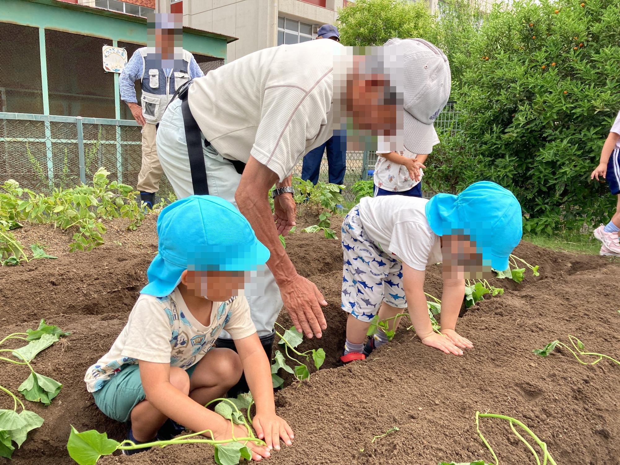 芋苗を植える幼児