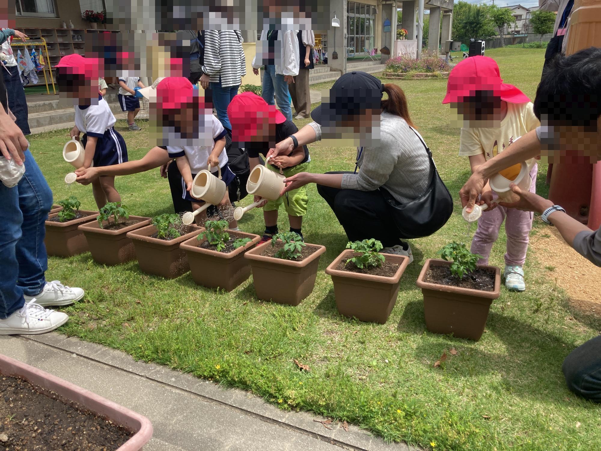 野菜の苗に水やりをする幼児