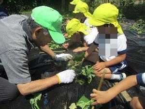 幼児が老人クラブの方に教えていただきながら芋苗を植えている