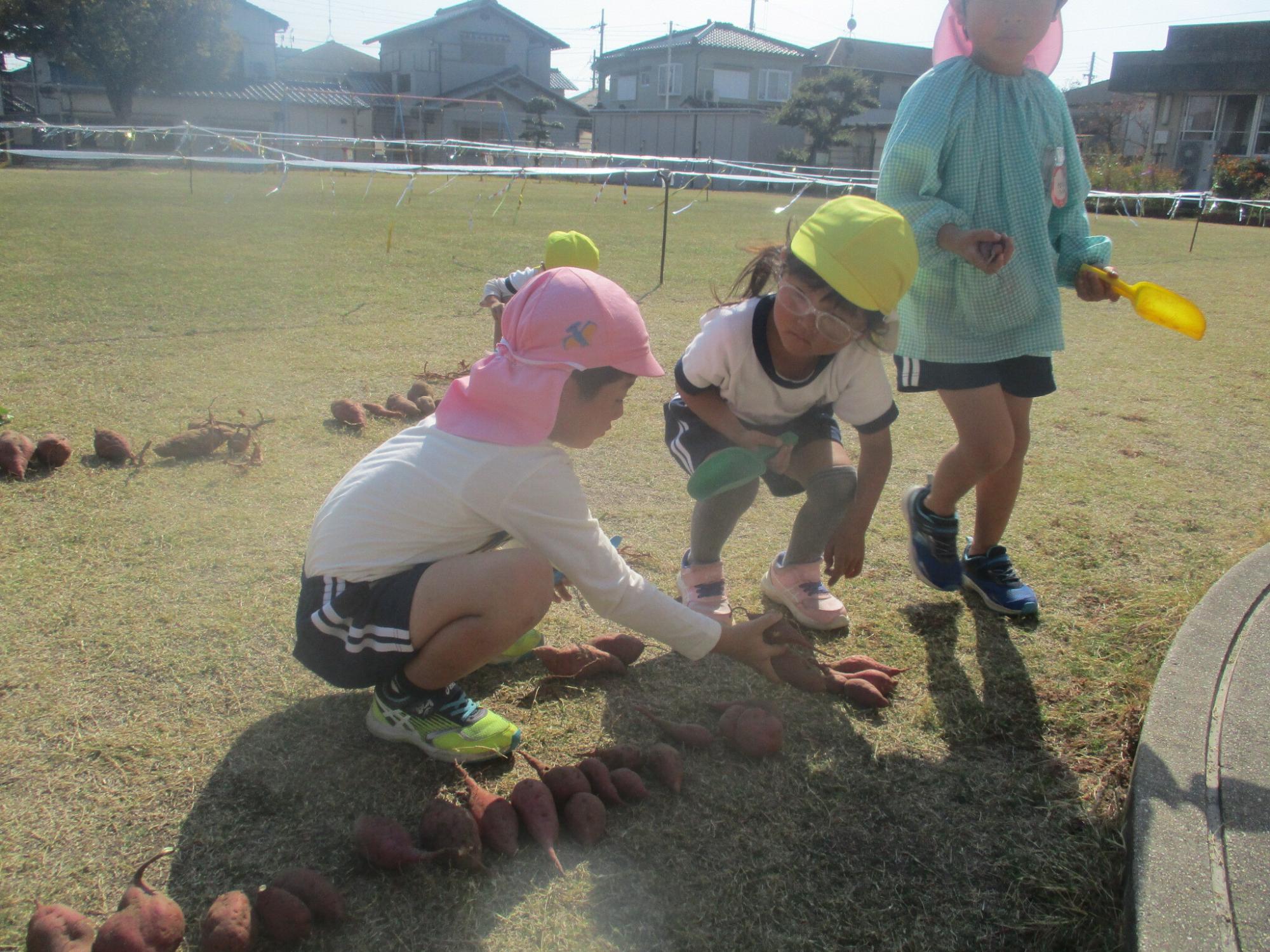 大きさに分けて芋を並べている様子