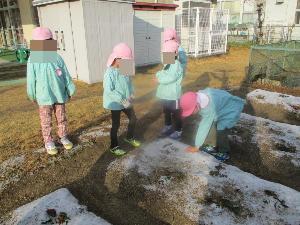 5歳児が畑の日陰部分に雪が残っていることを見つけたところ