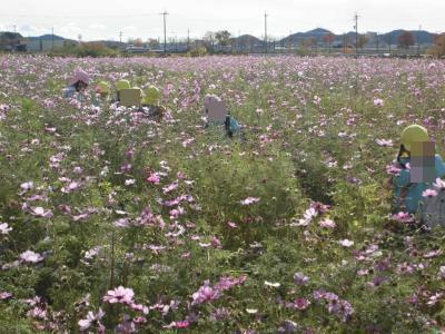 コスモス畑