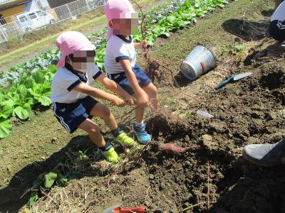 協力してサツマイモを掘る園児