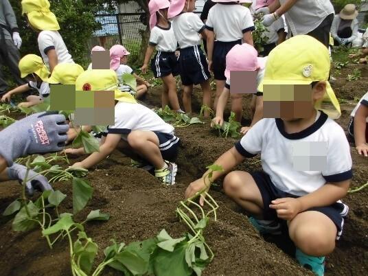 サツマイモの苗を植える幼児達