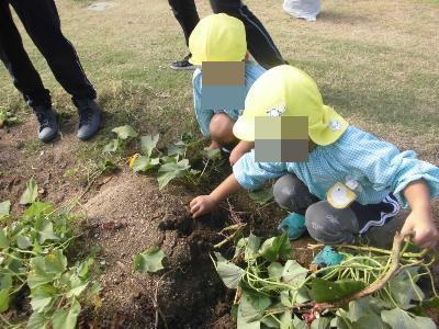 芋掘りをする4歳児