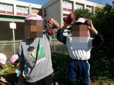 芋を掘った園児
