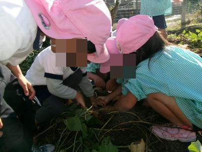 協力して芋を掘る園児