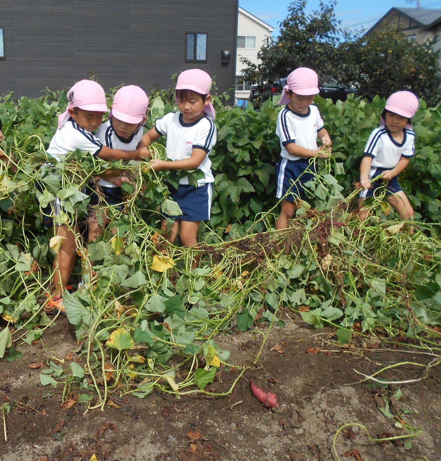 サツマイモのつるを引っ張っている幼児
