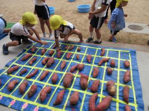 掘ったさつまいもの数を表を使い数えているところ