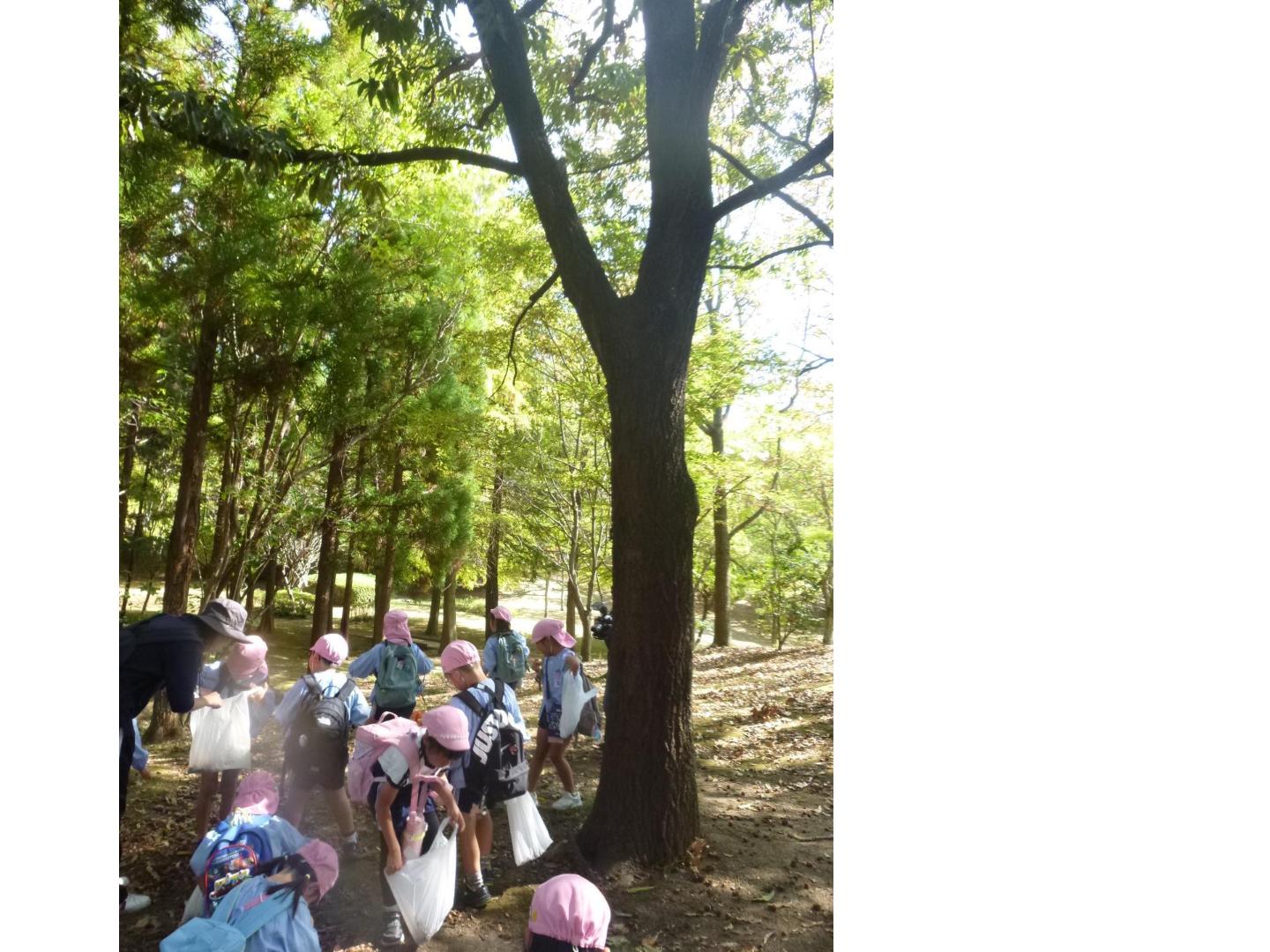稲美中央公園でドングリを見つけて拾っている。