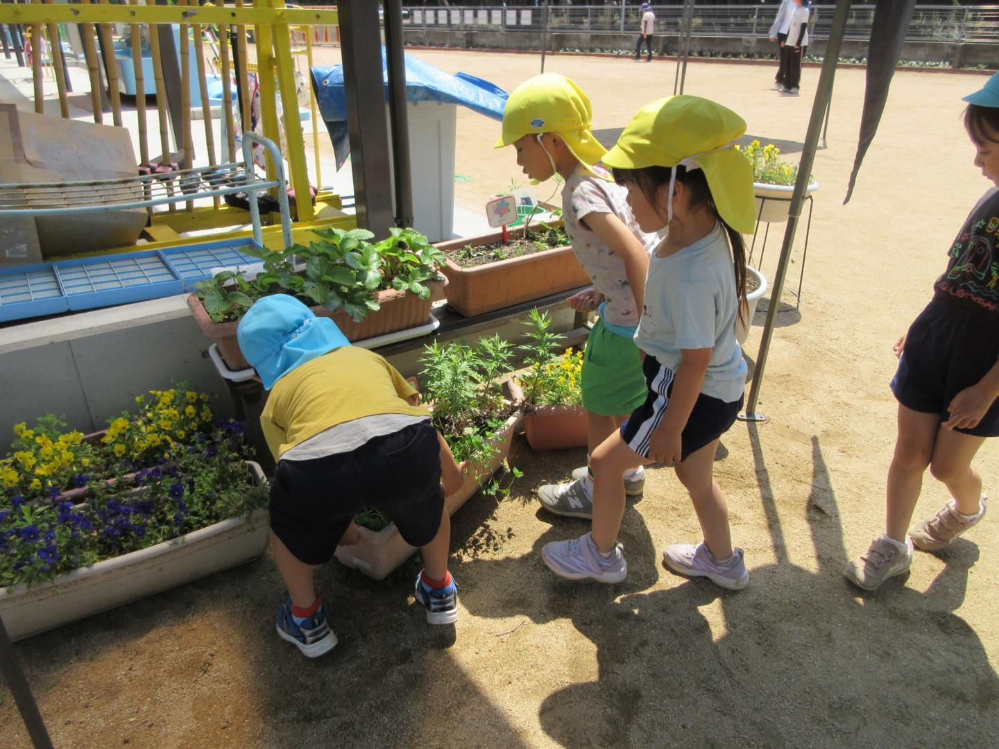 子ども達が園庭のプランターを動かしてダンゴムシを探している様子。
