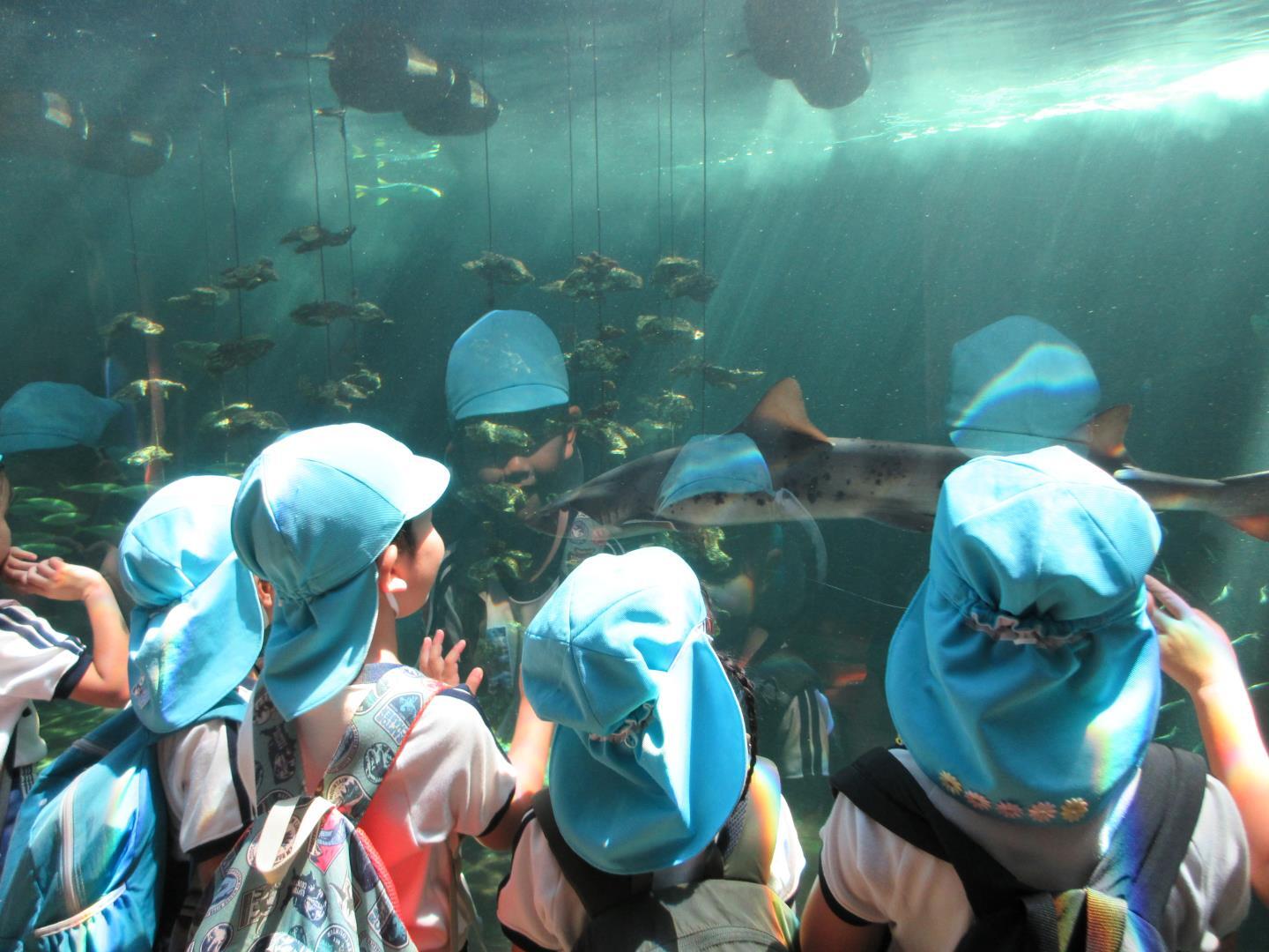 姫路水族館の大きな水槽の魚を見ている様子。